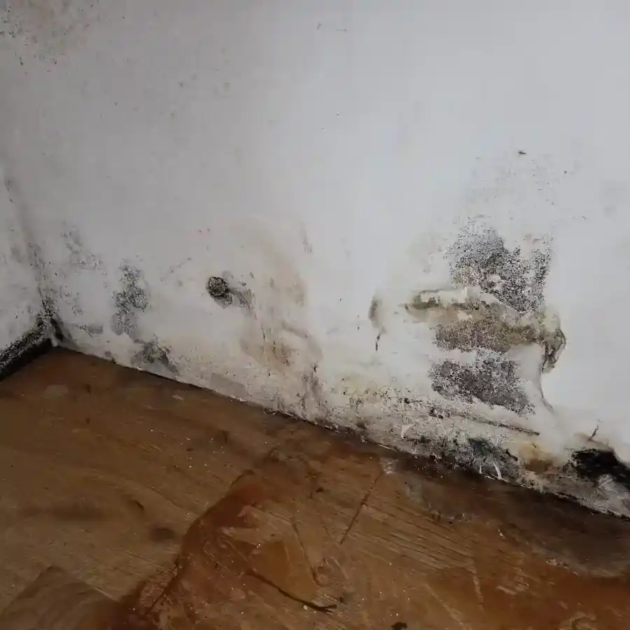 Schimmelvorsorge Wasserschaden München professionelle Schimmelprävention